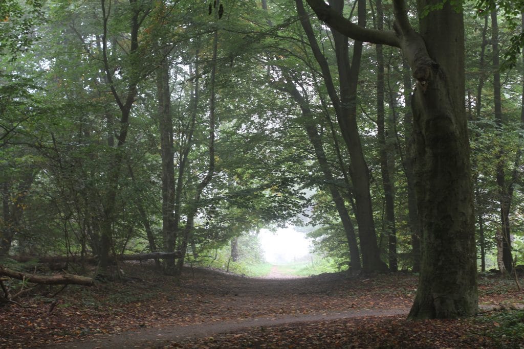 Mastercard wil 100 miljoen bomen planten
